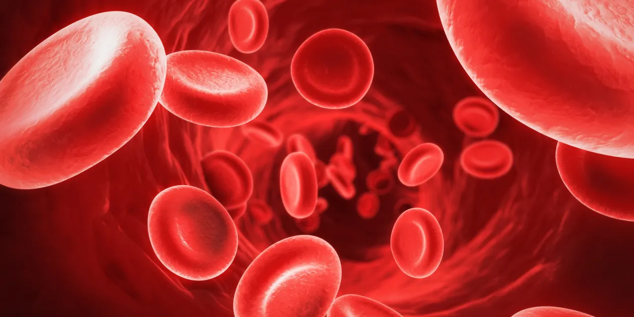 Illustration of red blood cells circulating in a blood vessel