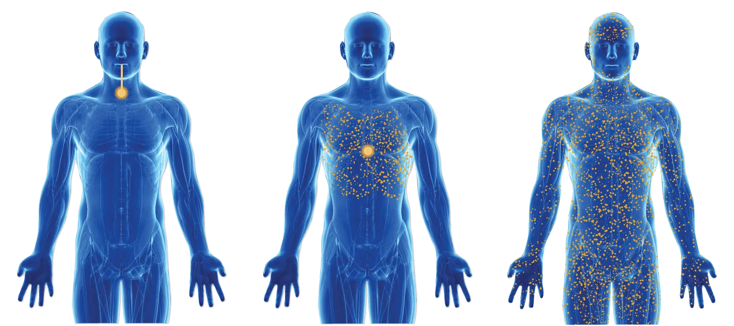 Illustration of a substance spreading through the body over time