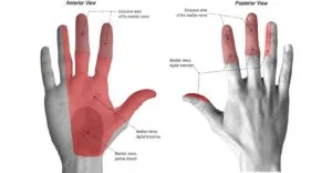 Diagram highlighting areas of the hand supplied by the median nerve
