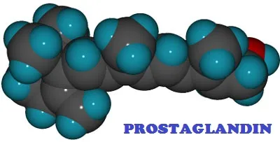 Molecular model labelled Prostaglandin